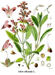 salvia